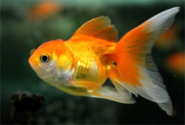 Рыбка Оранда Золотая