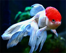 Рыбка Оранда Красная Шапочка