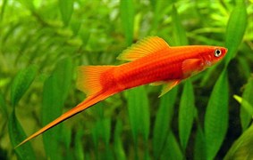 Рыбка Меченосец