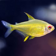 Рыбка Тетра лимонная 